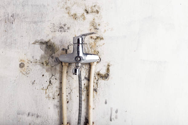 Best Industrial Mold Remediation in Pascagoula, MS
