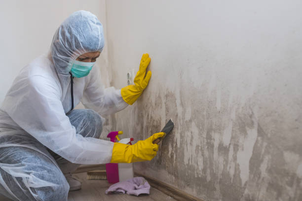 Best Mold Testing and Inspection Services in Pascagoula, MS