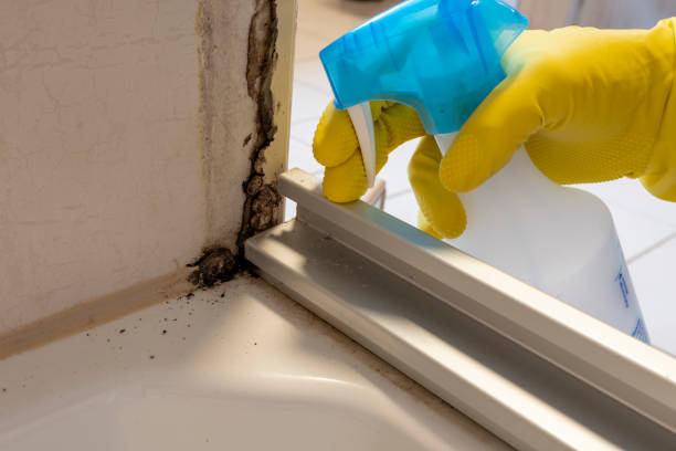 Best Attic Mold Remediation in Pascagoula, MS