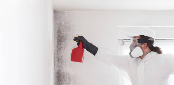 Best Mold Testing and Inspection Services in Pascagoula, MS